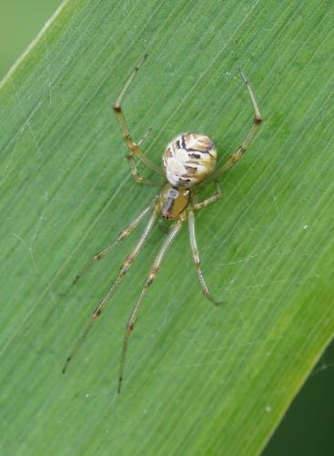 Phylloneta sp.